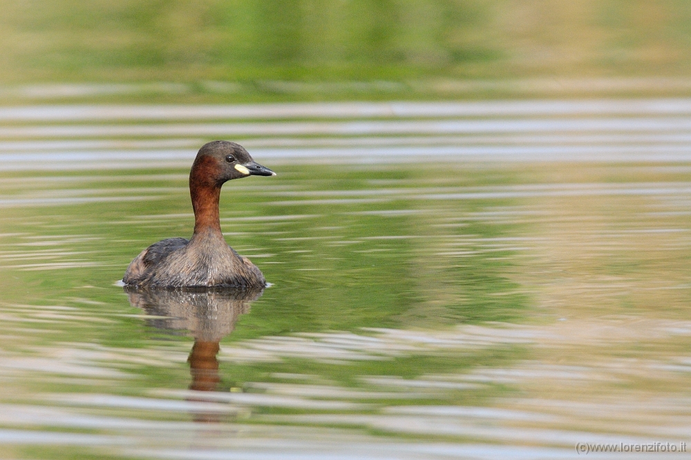 05 Tachybaptus ruficollis (tuffetto).jpg